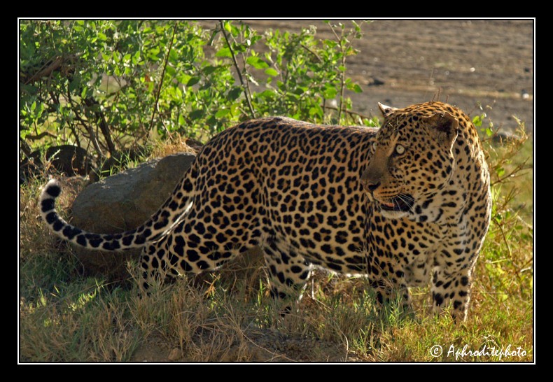 26 Safari Kenya